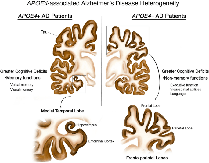 APOE4 gene and Alzheimer's disease genetics