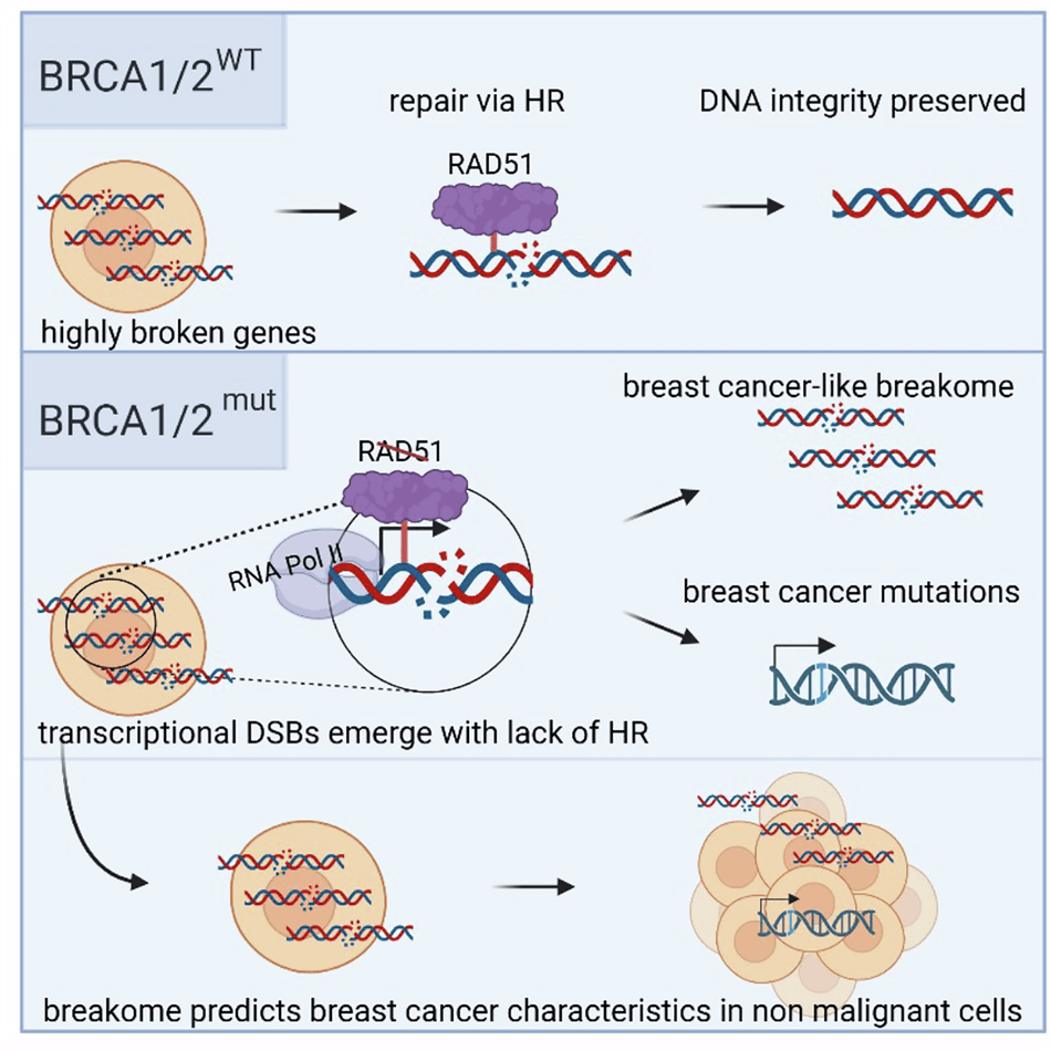 BRCA gene DNA repair mechanism illustration