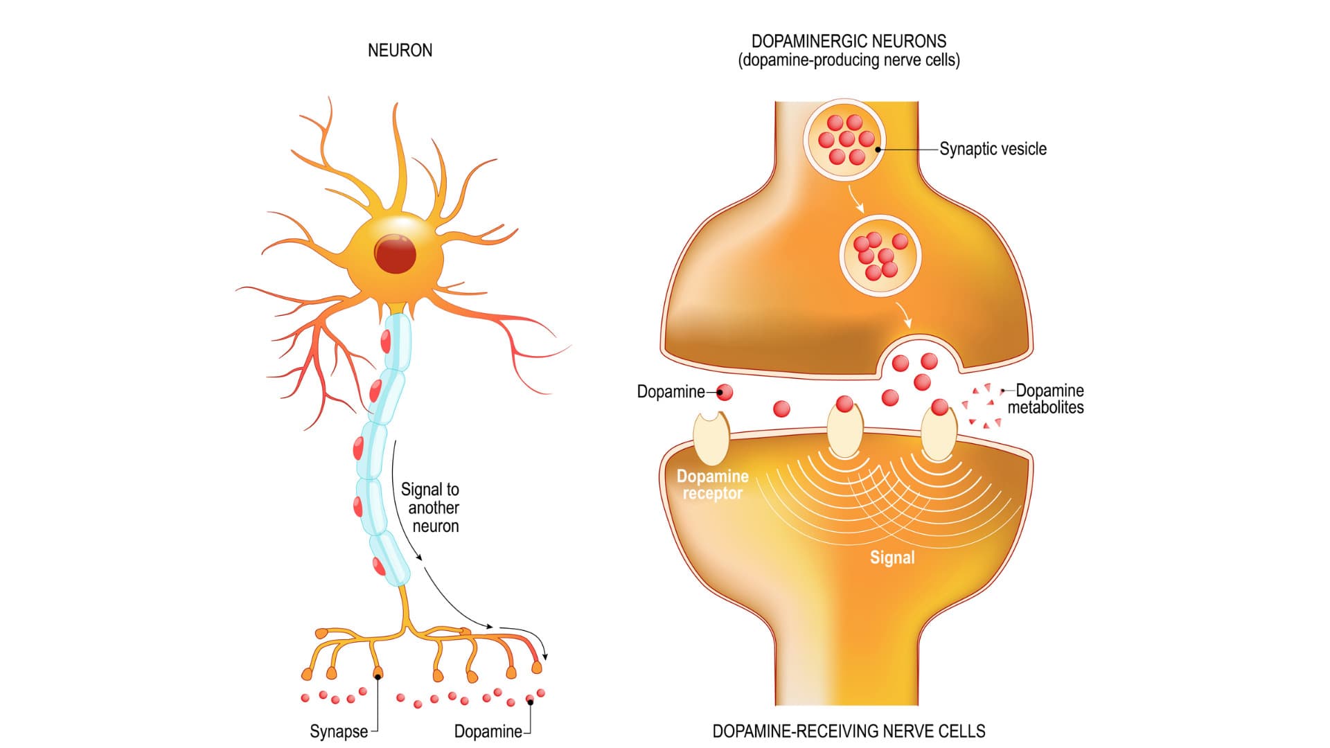Dopamine neuron and neurotransmitter pathway