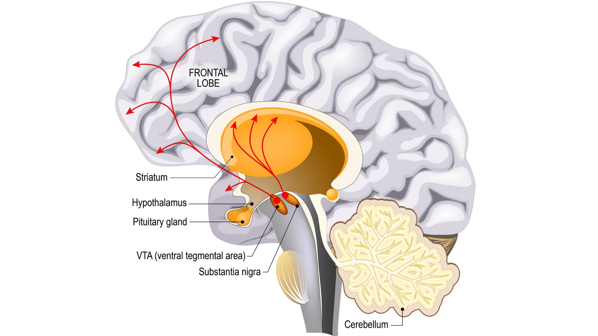 Dopaminergic network in the brain